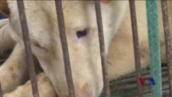 美议员提出决议案谴责玉林狗肉节