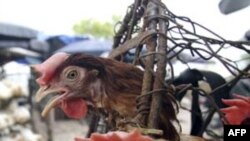 Virus cúm gia cầm H5N1 thường lây nhiễm qua những người có tiếp xúc trực tiếp với gia cầm đã bị mắc bệnh