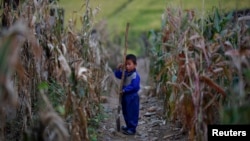 资料照：一名朝鲜男童手持铁锨站在玉米地里。
