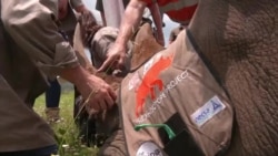 Nouvelle technique pour dissuader le braconnage des rhinocéros en Afrique du Sud