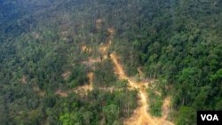 Foto udara hutan di Kalimantan Timur (foto: dok). Greenpeace mengatakan pemerintah harus mereview konsesi-konsesi jika menargetkan 45 persen Kalimantan sebagai paru-paru dunia.