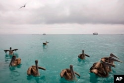 Burung pelikan mengapung di Teluk Puerto Ayora, Galapagos, 7 Januari 2009. (Foto: AP)