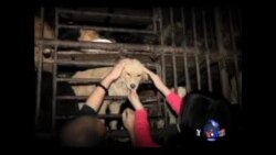 北京看点：广西狗肉节 “舌尖上的罪恶” 杀狗视频惨不忍睹 （视频有刺激镜头请慎入)