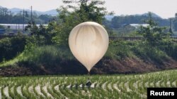 Sebuah balon yang diyakini dikirim oleh Korea Utara, membawa berbagai benda termasuk sampah dan kotoran, terlihat di atas sawah di Cheorwon, Korea Selatan. (Foto: via Reuters)