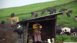 FARDC ezongisi ngombe 62 na Banyamulenge na Uvira