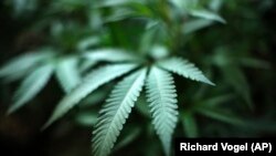 Pakar UGM meminta semua pihak memahami, bahwa melegalkan ganja medis, tidak serta merta membuat tanaman ganja bisa ditanam tanpa aturan. (Foto: Reuters)