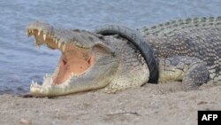 Buaya berkalung ban di sungai Palu terlihat pada 16 Januari 2018 (Foto dok.: AFP/Arfa). 