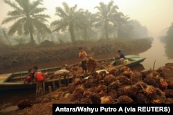 Seorang pekerja menurunkan buah kelapa sawit di perkebunan kelapa sawit di Gambut Jaya, Provinsi Jambi. (Foto: Antara/Wahyu Putro A via REUTERS)