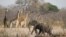 FILE - Elephants and giraffes walk near a watering hole inside Hwange National Park, in Zimbabwe, Oct. 23, 2019.