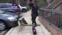 Berkarir Sebagai Pet Sitter Profesional