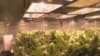 Legalizacija marihuane u Kolorada doprinosi procvatu biznisa