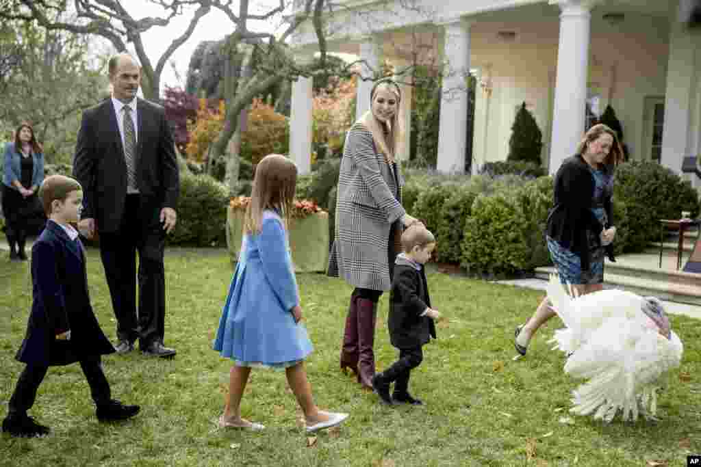 白宫高级顾问伊万卡·特朗普与她的孩子约瑟夫、阿拉贝拉和西奥多·库什纳参加2018年11月20日在白宫玫瑰园举行的感恩节赦免火鸡仪式。这个传统的起源,说法不一。据白宫记者诺亚·布鲁克斯记载, 这一仪式起源于林肯总统时代。林肯的儿子曾为一只即将成为感恩节大餐的火鸡求情,最终使其幸免。肯尼迪总统在1963年赦免了一只火鸡,至此,总统赦免火鸡的传统得以延续至今。也有人说起源于1947年杜鲁门总统执政时期,此后历届总统都在感恩节前夕赦免火鸡。根据这个传统每年要选出一只被赦免的火鸡,它赢得“美利坚合众国火鸡”头衔, 另外一只是候补,万一中选火鸡发生意外的时候替代它履行职责。