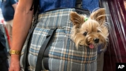 资料照片：德国爱尔福特的一位女士带着她的约克夏㹴。(2019年6月2日)