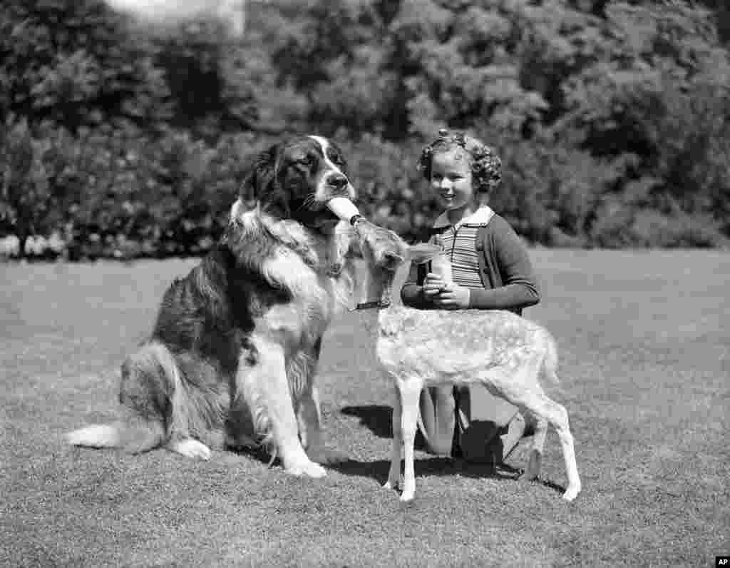 Shirley Temple dan aktor anjing Big Buck memberi makan Heidi, seekor anak rusa berusia tujuh minggu.