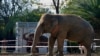 Cher in Pakistan to Help 'World's Loneliest Elephant'