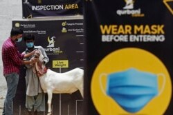 Yasir Iqbal (kiri), pengelola website yang menjual kambing melalui online kepada pelanggan, memeriksa gigi kambing jelang Hari Raya Idul Adha, 22 Juli 2020. (Foto: AFP)