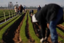 Agricultural workers clean carrot crops of weeds amid an outbreak of the coronavirus disease at a farm near Arvin, Calif., April 3, 2020.