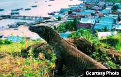 Seekor Komodo di dekat perkampungan di Pulau Komodo. (Foto courtesy: Ihsan)