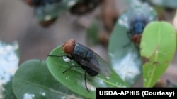 资料照片：新大陆螺旋蝇。(照片来自美国农业部动植物卫生检验局)