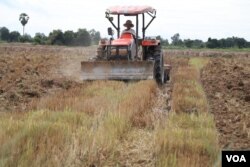 រូបឯកសារ៖ កសិករប្រើត្រាក់ទ័រឈូសស្រែងាប់ចោល ក្នុងភូមិដំរីស ឃុំកោះជុំ ស្រុកកណ្តៀង ខេត្តពោធិ៍សាត់ ថ្ងៃទី២៨ ខែសីហា ឆ្នាំ២០២១។ (ស៊ុន ណារិន/វីអូអេ)