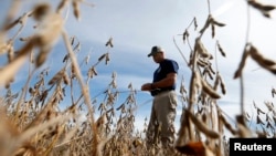 资料照片: 伊利诺伊州农民检查大豆。(2014年9月24日)
