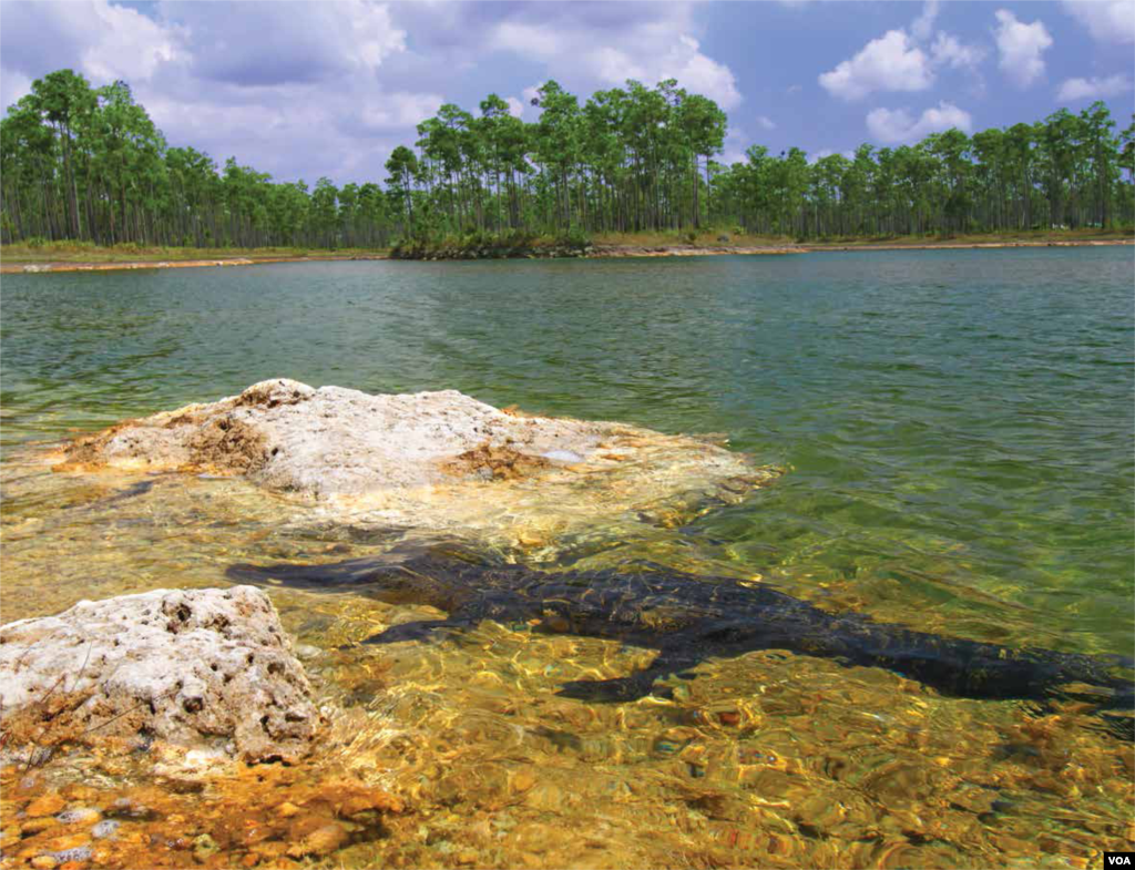 佛罗里达州大沼泽国家公园