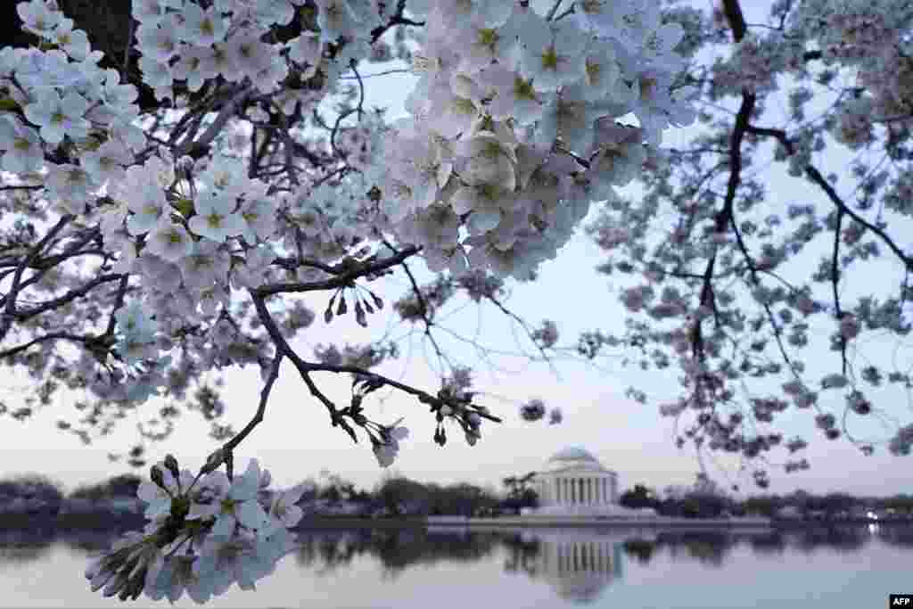 华盛顿樱花盛开时节的满树樱花、潮汐湖(Tidal Basin)和杰佛逊纪念堂(2017年3月24日)。杰佛逊是美国“开国先父”之一,第三任美国总统。