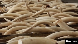 2013年8月7日香港警方从葵涌货柜码头集装箱中查获的象牙。集装箱内藏有1120根象牙，13只犀牛角，5张豹皮，价值高达526万美元。
