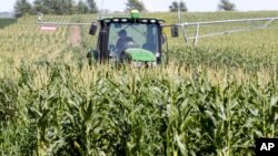 美国内布拉斯加州瓦胡市，一位农民在玉米地中作业。(2018年7月24日)