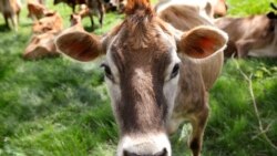 Ekolozi ističu da bi ljudi učinili više za životnu sredinu da se odreknu konzumiranja goveđeg mesa nego da prestanu da voze svoje automobile.