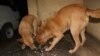 Dogs eat nsima, a porridge made from maize flour or husks, in Blantyre, Malawi, Sept. 11, 2024. Use of contaminated husks in preparing dog food has been implicated in the deaths of hundreds of dogs in recent months. (Lameck Masina/VOA)