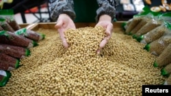 中国湖北省武汉市的工人们正在筛选大豆（2014年4月14日）