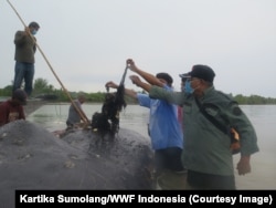 Sampah plastik berupa tali rafia paling banyak ditemukan dalam perut paus yang mati terdampar di Wakatobi, dengan berat 2,2 kg, Wakatobi, Sulawesi Tenggara, Selasa, 20 November 2018. (Foto: Kartika Sumolang/WWF Indonesia)