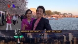 Pekan Bunga Sakura di Washington DC (1)