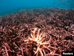 Karang Staghorn (acropora cervicornis) di dasar laut Pulau Tioman, Malaysia di Laut China Selatan, 4 Mei 2008. (Foto: dok).