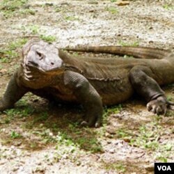 Komodo dragon di Taman Nasional Pulau Komodo (foto: dok). Indonesia sedang berusaha agar Pulau Komodo masuk menjadi salah satu dari 7 keajaiban dunia baru.