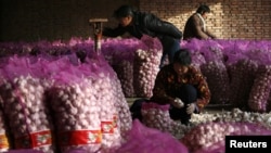 Pengepakan bawang putih di desa Mulou, di luar kota Zhengzhou, provinsi Henan, China. (Foto: Dok)