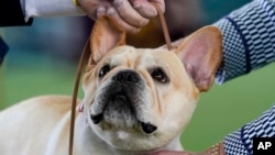 Francuski buldog Vinston - pobednik takmičenja na izložbi pasa kluba Vestminster u Njujorku, 8. maja 2023. (Foto: AP/John Minchillo)