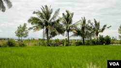 អាកាសធាតុប្រែប្រួល៖ វិបត្តិទឹកប្រៃវាតទីដំណាំកសិកម្ម