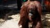 Orangutan yang Diberi Status Manusia, Kini Menetap di Tempat Baru di Florida