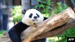 FILE - In this file photo taken on August 24, 2016 female giant panda Mei Xiang rests in her enclosure at the National Zoo in Washington, DC.