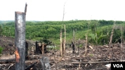 Kenaikan tarif paling tinggi akan diberlakukan untuk kawasan hutan yang sudah rusak berat akibat kegiatan pertambangan. (Foto: Ilustrasi)