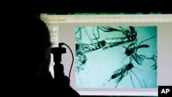 一名美国卫生官员在佛罗里达州通过显微镜观察伊蚊。 （2016年6月28日）