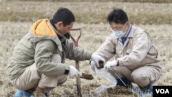 Para ahli Jepang memeriksa tanah persawahan di kota Kunimimachi, untuk mendeteksi apakah tanaman padi juga tercemar radiasi.