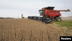 资料照：美国印地安纳州霍根农场的收割机在收获大豆。（2019年11月8日）