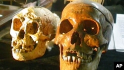 Tengkorak spesies Homo floresiensis berusia 18.000 tahun (kiri) disandingkan dengan tengkorak manusia normal pada konferensi pers di Yogyakarta, 2004.