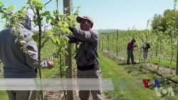 美国加强移民执法 宾州农场主担心劳动力不足