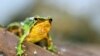 Scientists hope these tiny froglets can save their species 