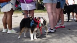 Popp Pup Parade Sambut Musim Gugur di Georgetown, Texas