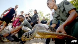 Para petugas Balai Konservasi Sumber Daya Alam Bali melepaskan penyu-penyu hijau ke laut di Pantai Kuta, Bali, 27 Maret 2019. (Foto: AFP)